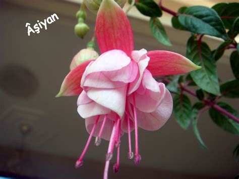 katmerli küpe çiçeği